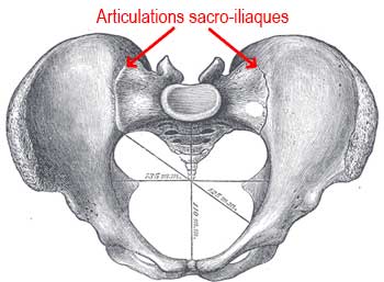 Articulations sacro-iliaques