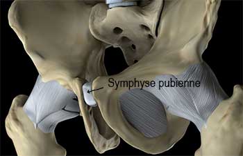 Symphyse pubienne