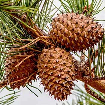 Cône de pin